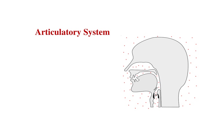 articulatory system n.w