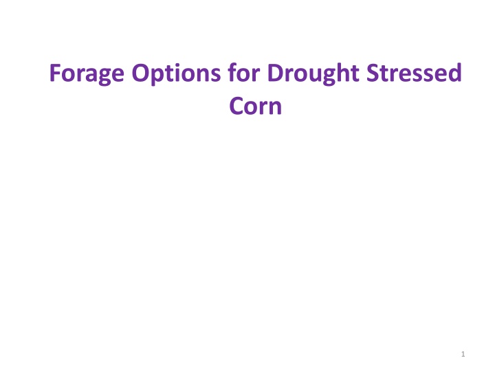 forage options for drought stressed corn n.w