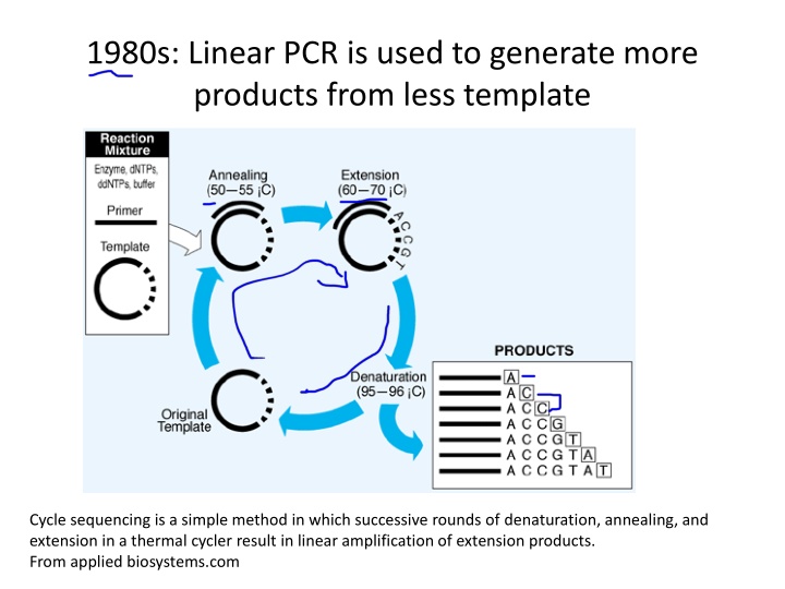 1980s linear pcr is used to generate more n.w