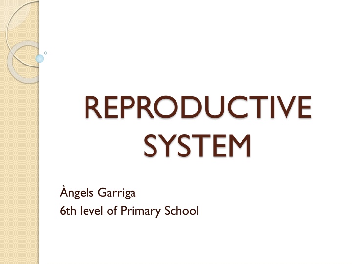 reproductive system n.w