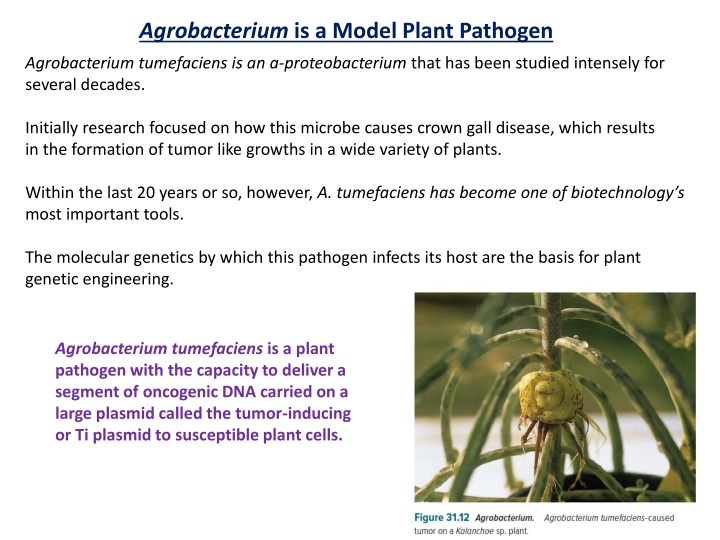 agrobacterium is a model plant pathogen n.w