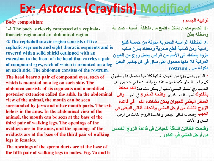 ex astacus crayfish modified n.w