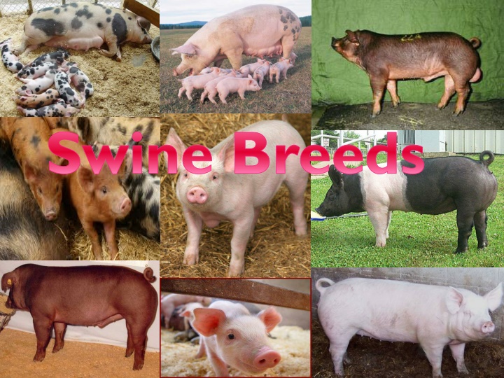 swine breeds n.w
