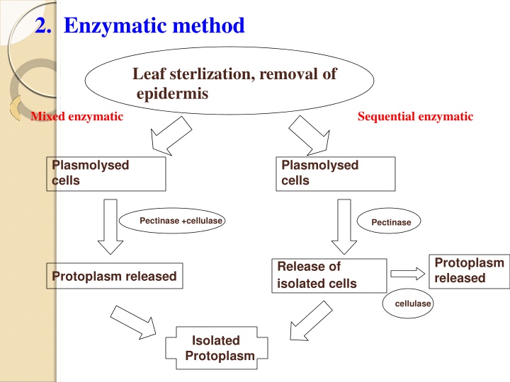 2 enzymatic method n.w