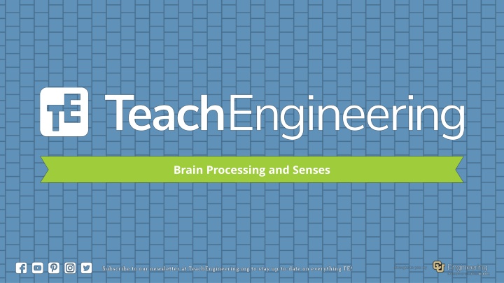 brain processing and senses n.w
