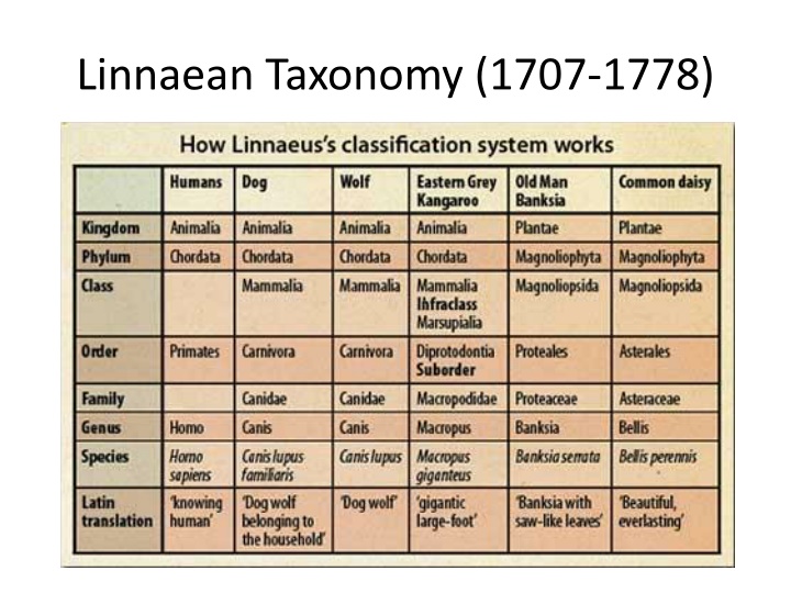 linnaean taxonomy 1707 1778 n.w