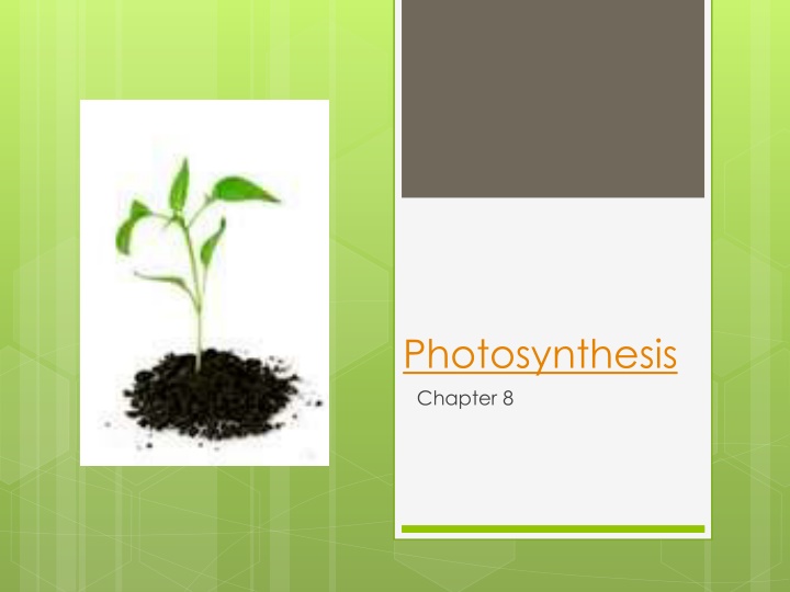 photosynthesis chapter 8 n.w