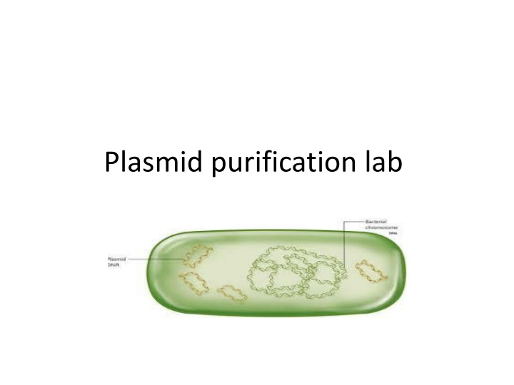 plasmid purification lab n.w