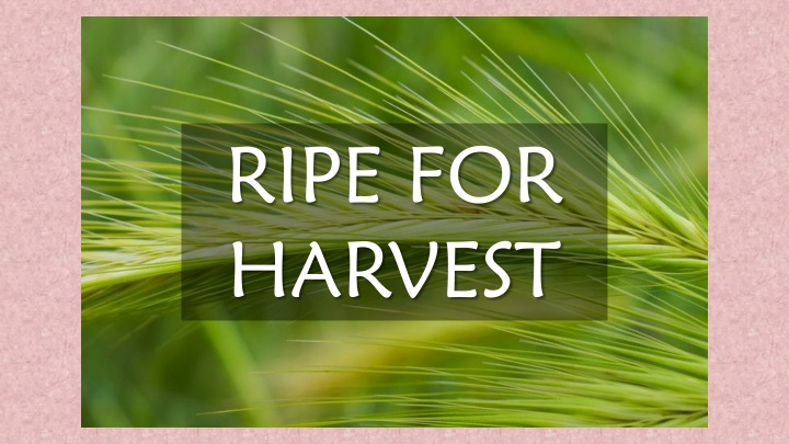 ripe for harvest n.w