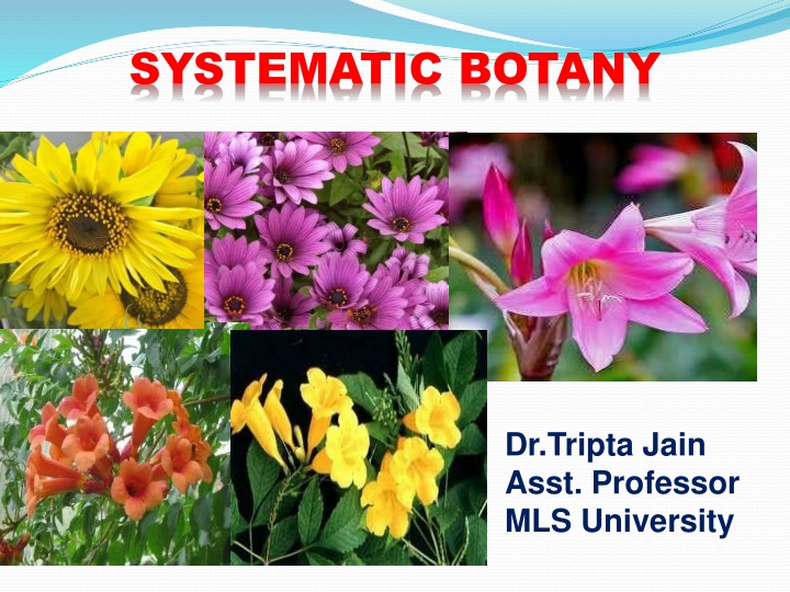 Botany of Ocimum sanctum & Catharanthus roseus
