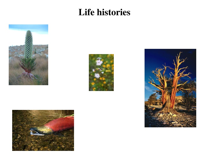 life histories n.w