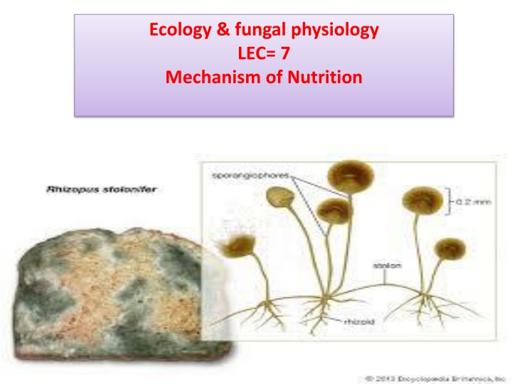 ecology fungal physiology lec 7 mechanism n.w