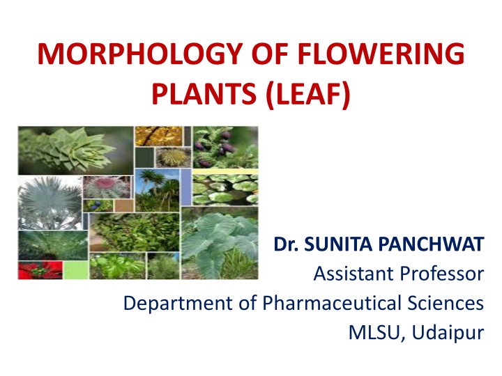 morphology of flowering plants leaf n.w