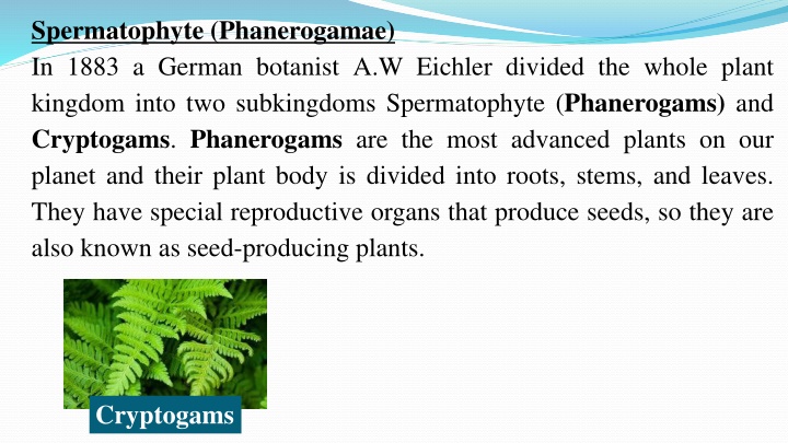 spermatophyte phanerogamae in 1883 a german n.w