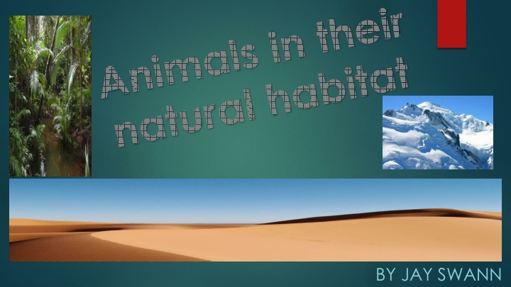 animals in their natural habitat n.w