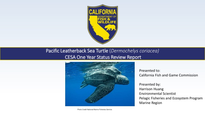 pacific leatherback sea turtle pacific n.w