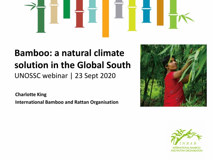 bamboo a natural climate solution in the global n.w