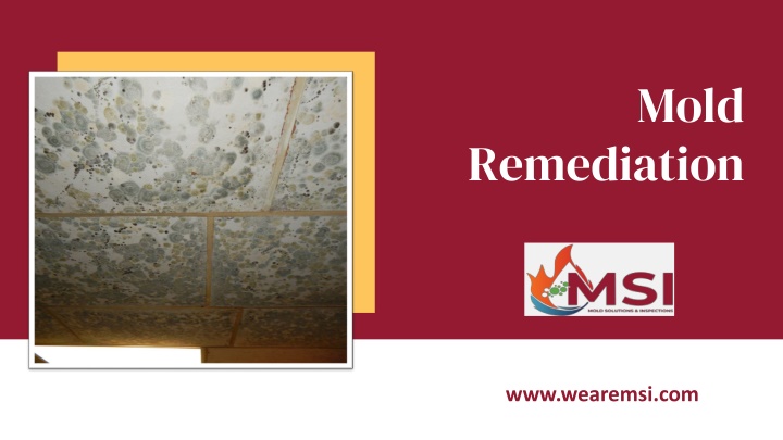 Welcome To Mold Inspection and Remediation Services