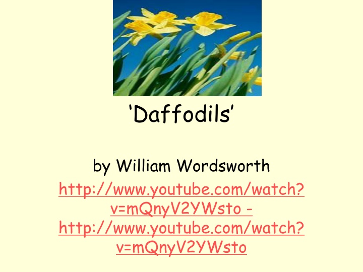 daffodils n.w