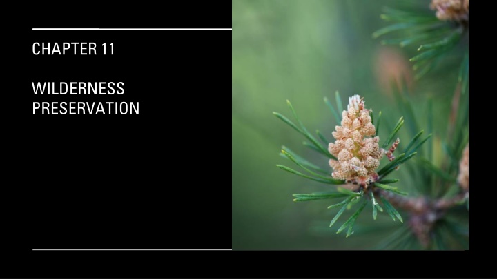 Evolution of Wilderness Concept: From Negative Connotations to Romantic Grandeur