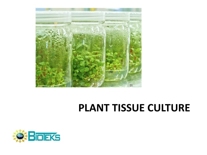 plant tissue culture n.w