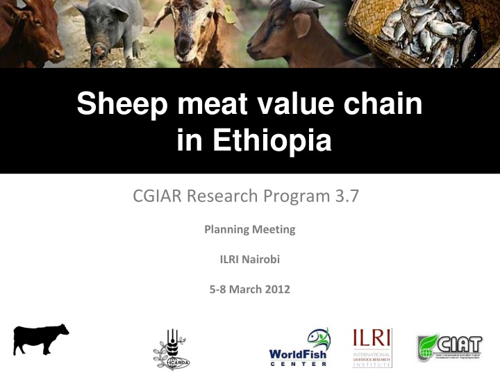 sheep meat value chain in ethiopia n.w
