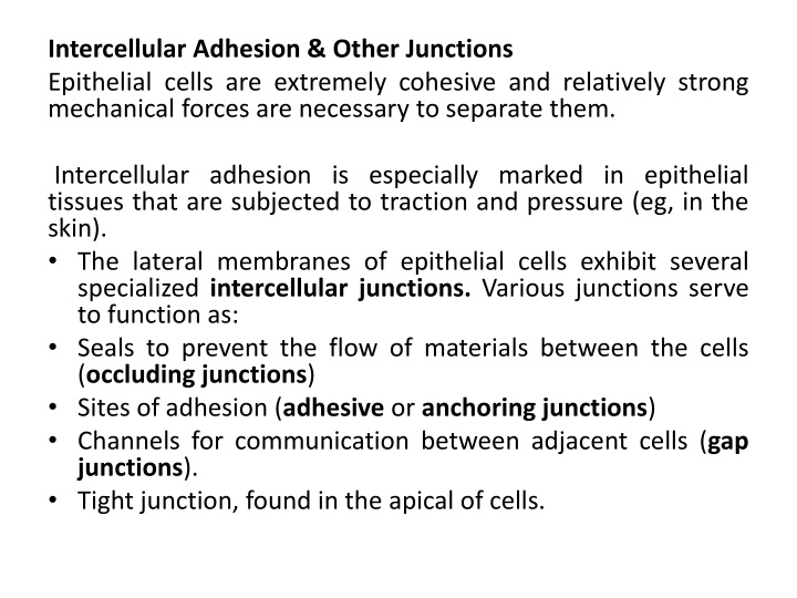 Epithelial Cell Adhesion & Junctions in Tissues