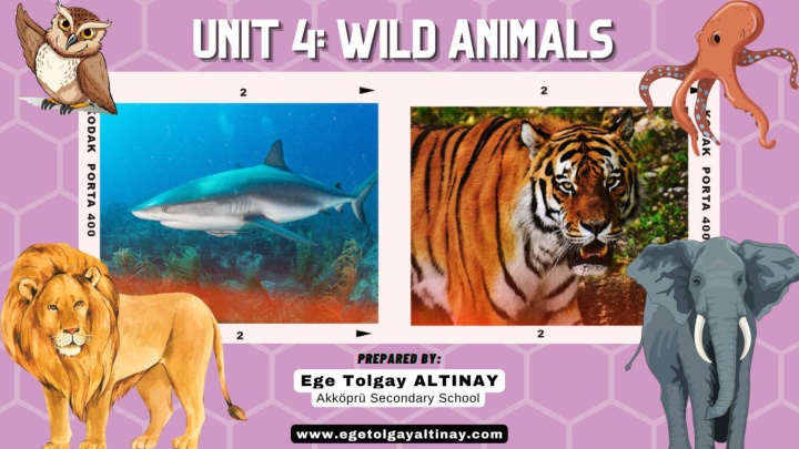 The Fascinating World of Wild Animals and Their Habitats!