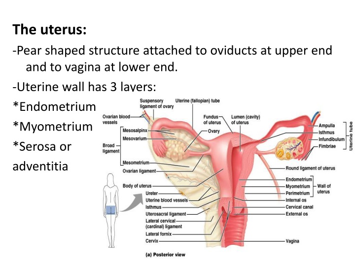the uterus pear shaped structure attached n.w