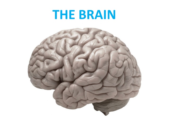 the brain n.w