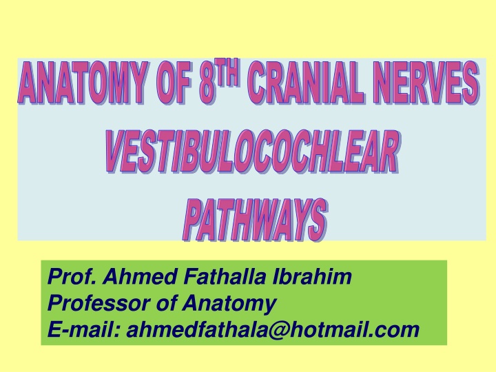 Anatomy of 8th Cranial Nerves & Auditory Pathway Overview