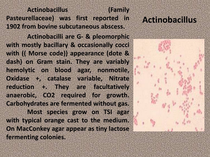 Actinobacillus: Characteristics and Diseases in Animals