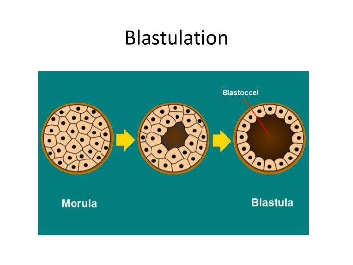blastulation n.w