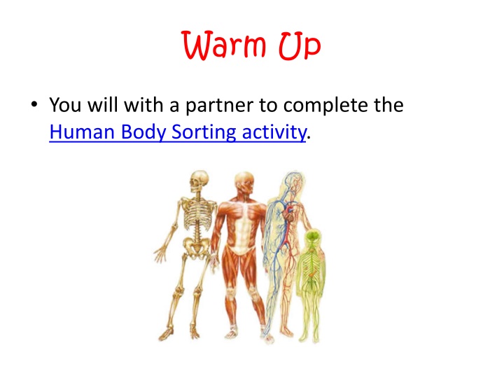 Human Body Systems Coordination