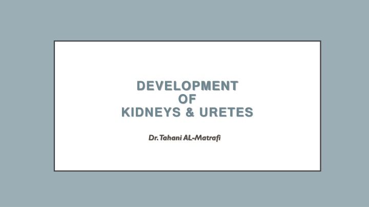 development of kidneys uretes n.w