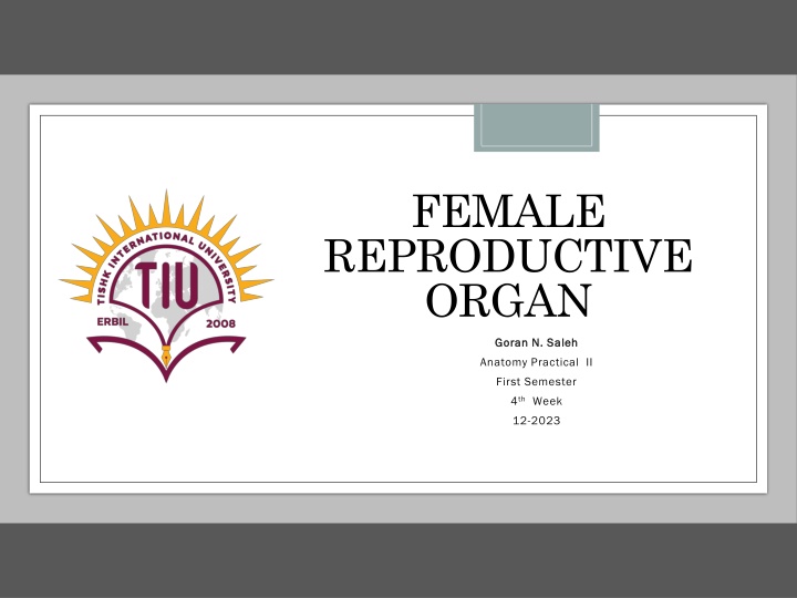 Female Reproductive Organ Anatomy Overview