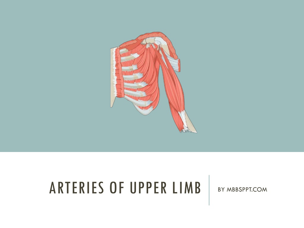 arteries of upper limb n.w
