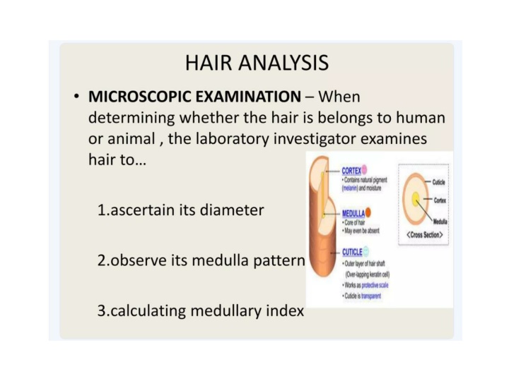 Anatomy of the Small Intestine and Meckel's Diverticulum