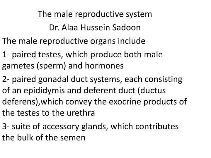 the male reproductive system dr alaa hussein n.w