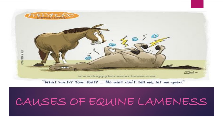 causes of equine lameness causes of equine n.w