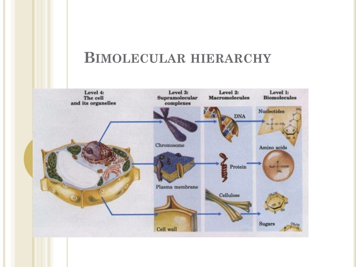 Biomolecular Hierarchy
