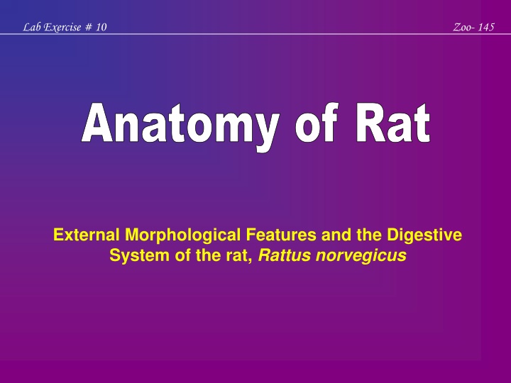 Anatomy of Rat: External Morphology & Digestive System