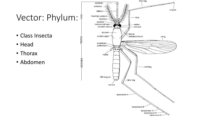 vector phylum arthropoda n.w