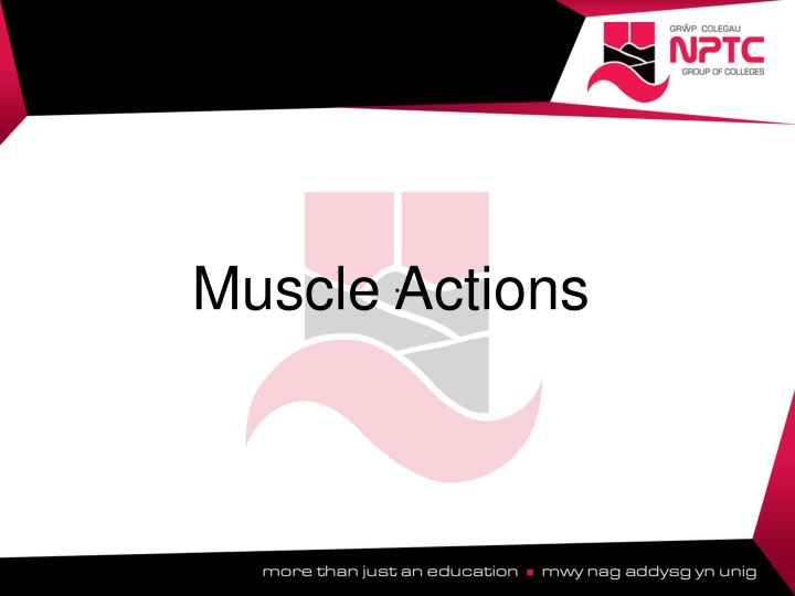 muscle actions n.w