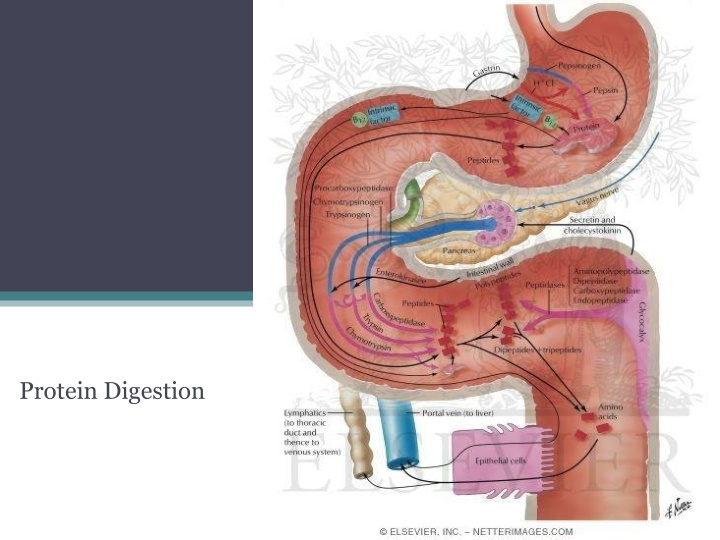protein digestion n.w