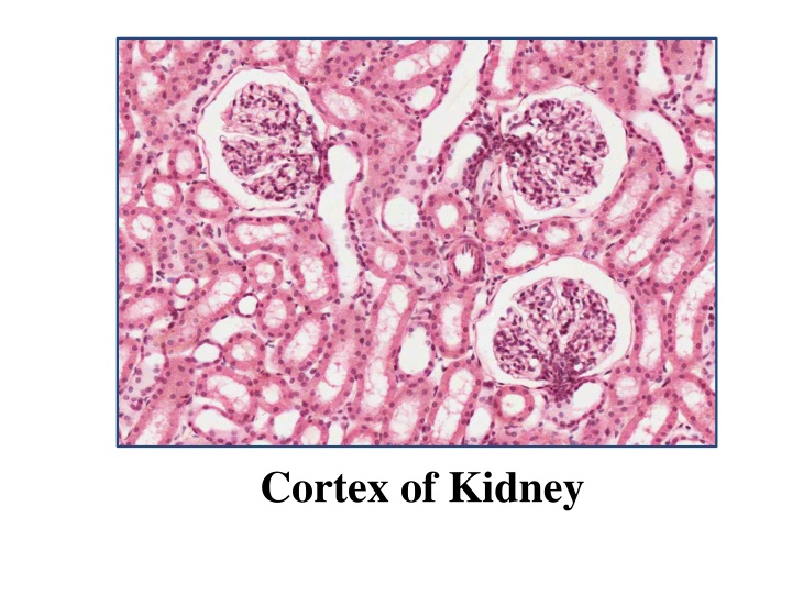 cortex of kidney n.w