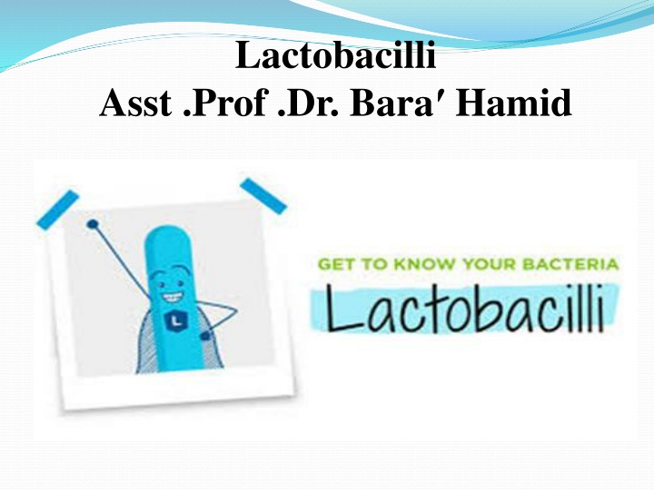 lactobacilli n.w