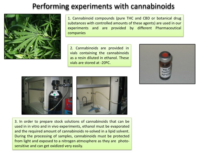 performing experiments with cannabinoids n.w