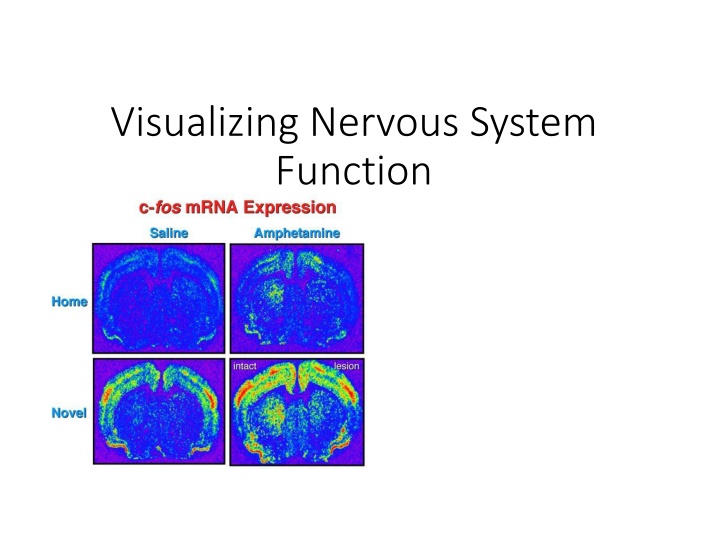 visualizing nervous system function n.w