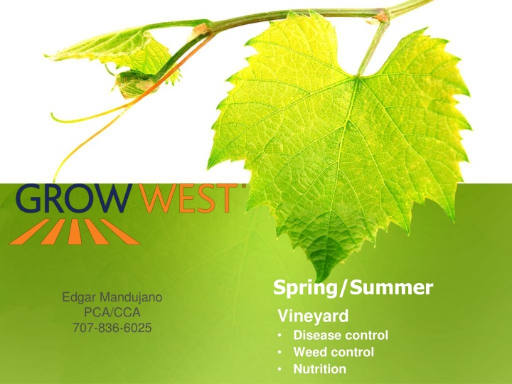 spring summer vineyard disease control weed n.w